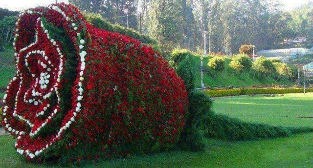 Rzeźby z kwiatów