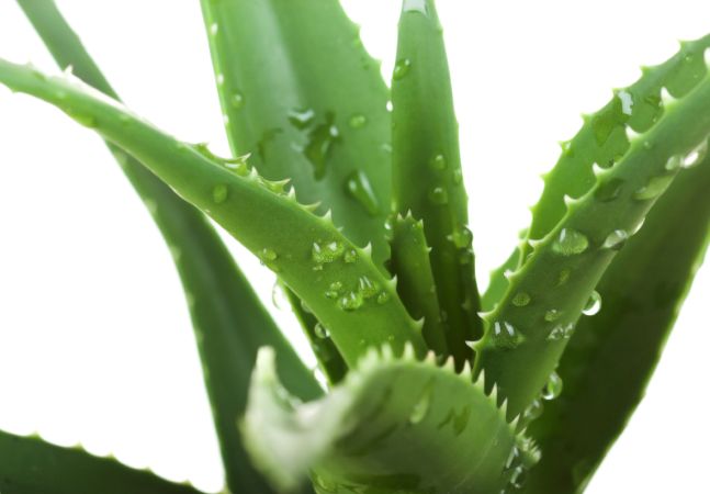 aloe vera creme pur Pur Aloé Organic Shaving Cream with Aloe Vera 50% 100ml main image 0