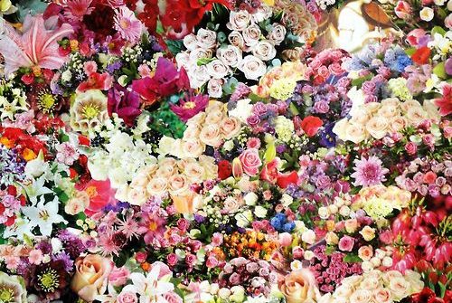 Co warto wiedzieć o barwach we florystyce?