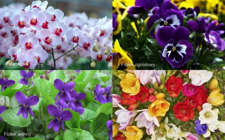 Nazwy Kwiat W Ci Tych We Florystyce Cz Blog Florystyczny