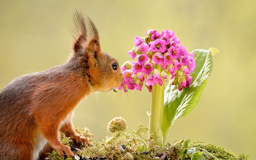 zwierzęta wąchające kwiaty