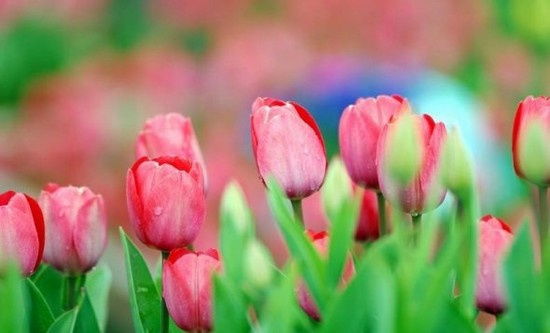 najpiękniejsze kwiaty na świecie - tulipany