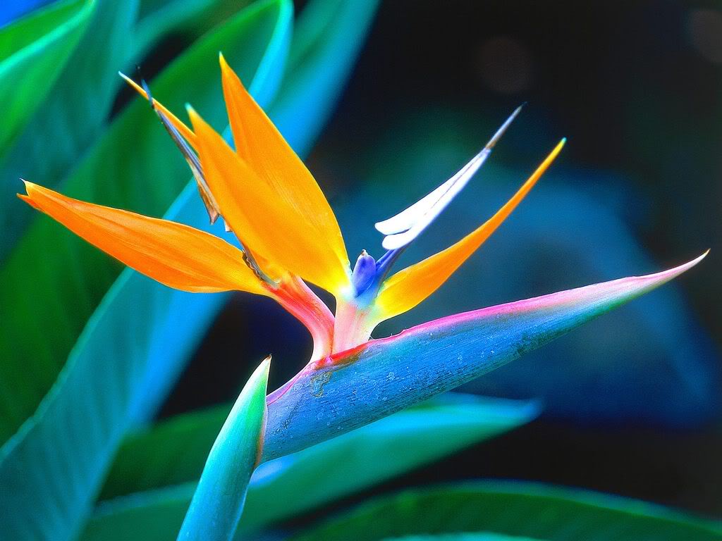 Najdziwniejsze kwiaty świata