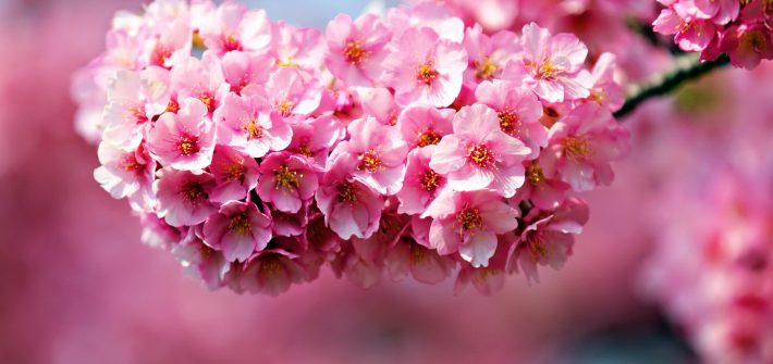 najpopularniejsze kwiaty w Japonii