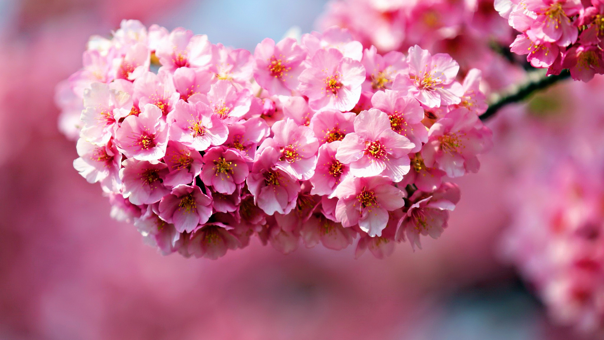 najpopularniejsze kwiaty w Japonii