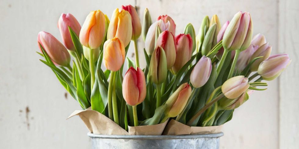 Triki dzięki którym przedłużysz świeży wygląd tulipanów.