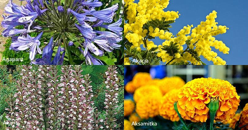 Nazwy Kwiatow Cietych We Florystyce Cz 1 Blog Florystyczny